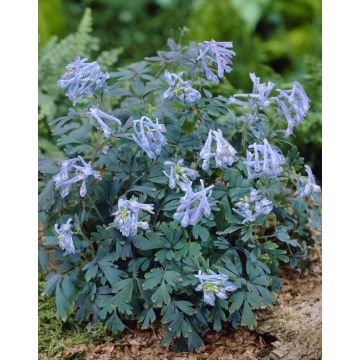 Corydalis flexuosa Purple Leaf