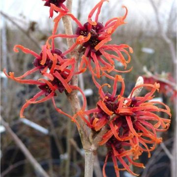 Hamamelis intermedia Feuerzauber - Magic Fire Witch Hazel