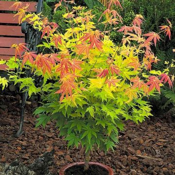 Acer Japanese Maple Trees - Orange Dream - Large 130-150cm