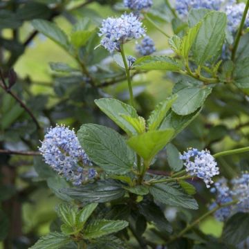 Ceanothus Victoria - Evergreen Californian Lilac - LARGE