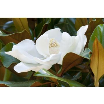 Magnolia grandiflora 'Kay Parris'- Bull Bay Tree - Large Evergreen Magnolia Tree - circa 180cms tall