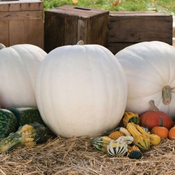 Pumpkin Plant 'Polar Bear'