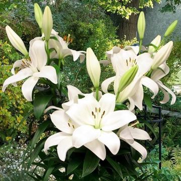 Lilium Kent - Pack of THREE Lily Bulbs