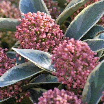 Skimmia Magic Marlot - A Jewel in your Garden