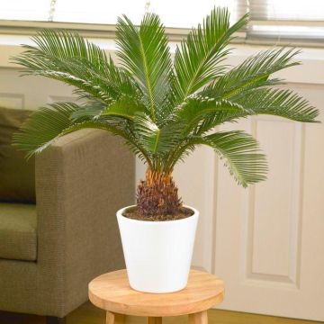 King Sago Palm Tree - Cycad in Jute Wrap