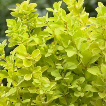 Berberis thunbergii Maria - Golden Barberry - LARGE