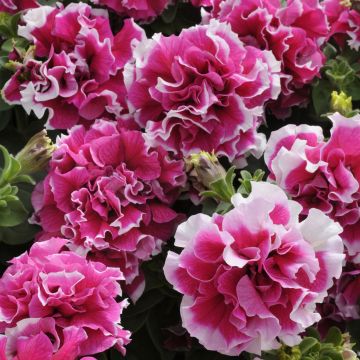 Petunia Grandflora Double Pirouette Rose