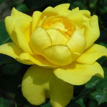 Rose Mountbatten - Floribunda Rose