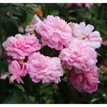 Rose Ispahan - Climbing Rose