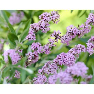 Buddleja alternifolia Unique - Buddleia Butterfly Bush - LARGE