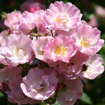 Rose Apple Blossom - Rambling Rose