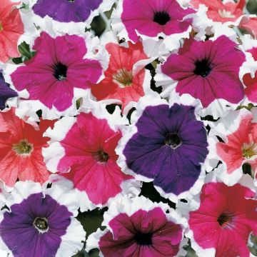 Petunia Grandflora Frost Mixture
