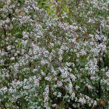 Aster lateriflorus 'Lady in Black' - Michaelmas Daisy