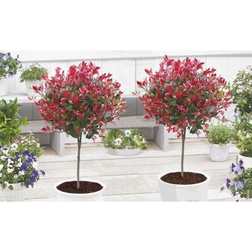 PAIR of Evergreen Photinia Little Red Robin Trees - 100cm