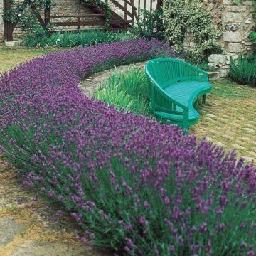 Lavandula angustifolia - English Lavender