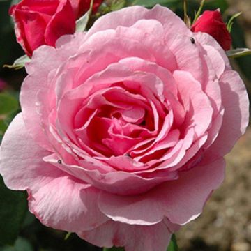 Rose Horatio Nelson - Shrub Rose