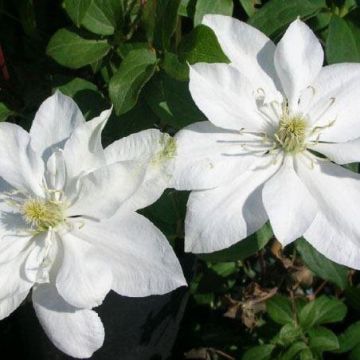 Clematis Baby Star - Late Spring Flowering Clematis