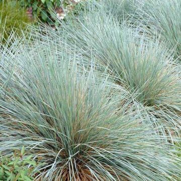 Helictotrichon sempervirens Sapphire - Blue Oat Grass