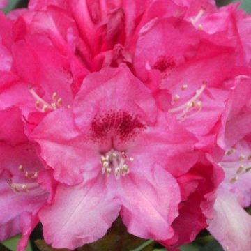 Rhododendron yakushimanum 'Sneezy'