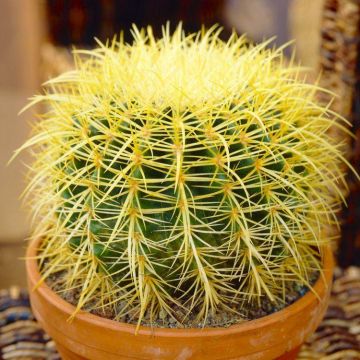 XXXL  Echinocactus grusonii - Golden Barrel Cactus Plant