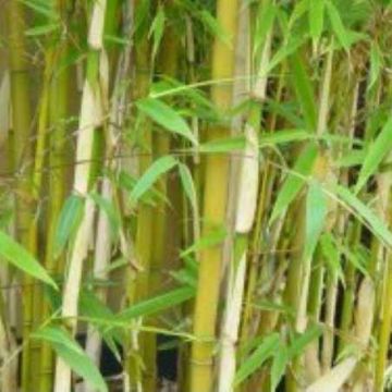 Fargesia Robusta Formidable - Clumping Rufa Bamboo 120-150cm