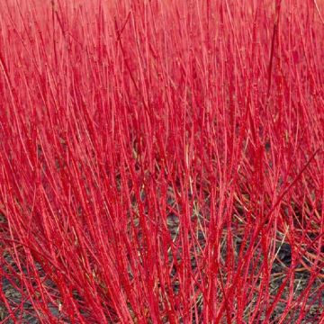 Cornus alba Sibirica - Red barked dog wood