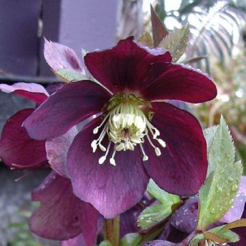 Helleborus orientalis Smokey Blue - Hellebore