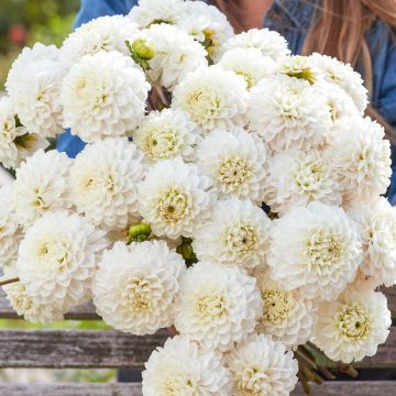 Dahlia Bazuin Snow Owl