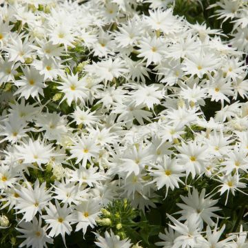 Phlox Drummodii Popstars White