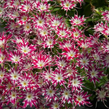 Phlox Drummodii Popstars Rose With Eye