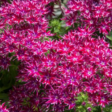 Phlox Drummodii Popstars Purple