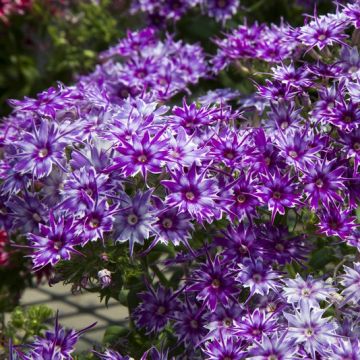 Phlox Drummodii Popstars Blue