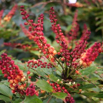 Mahonia nitens Cabaret - Orange Mahonia in Bud & Bloom