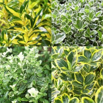 Evergreen Euonymous Selection - Pack of FIVE Evergreen Euonymus Plants in 9cm Pots