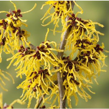 Hamamelis x intermedia Westerstede - Chinese Witch Hazel - Large Specimen