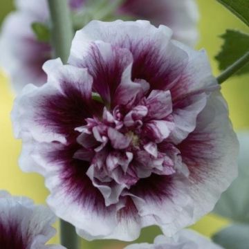 Alcea Creme de Cassis - Hollyhock