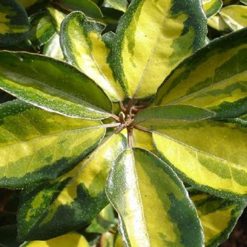 Elaeagnus x ebbingei Limelight - Oleaster