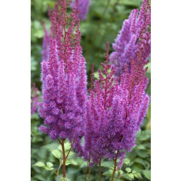 Astilbe chinensis Pumila