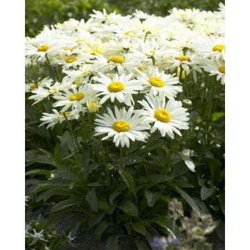 Leucanthemum maximum Broadway Lights - Shasta Daisy