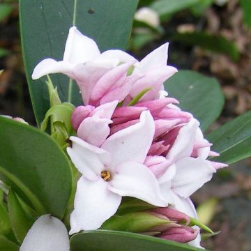 Daphne Perfume Princess - Worlds most fragrant Shrub - New Variety