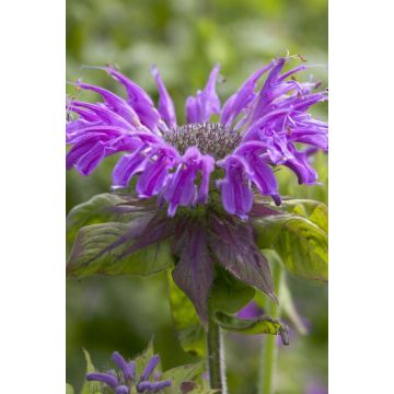 Monarda ''Prairie Night''  - Bergamot