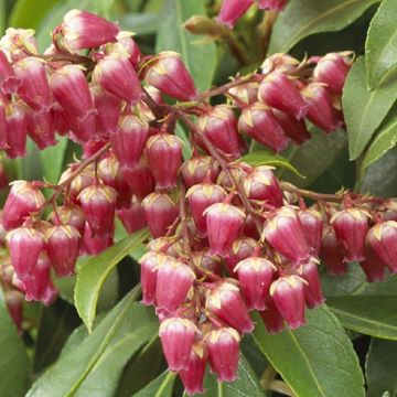 Pieris Valley Valentine - Lily of the Valley Shrub