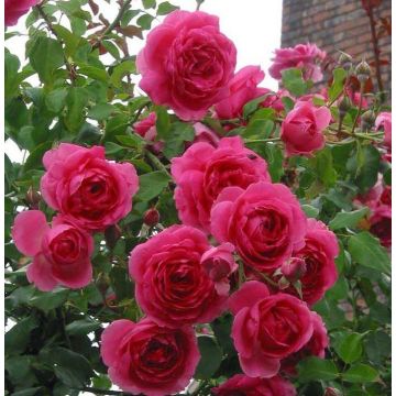 Rose 'Parade' - Climbing Rose