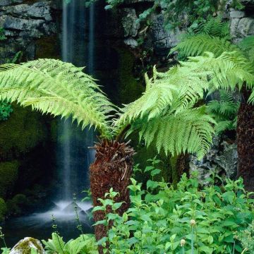 Young Dicksonia antarctica - Tree Fern