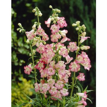 Penstemon Flamingo