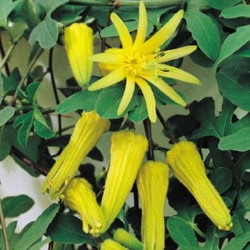 Passion Flower Citrina - Rare Yellow Passiflora