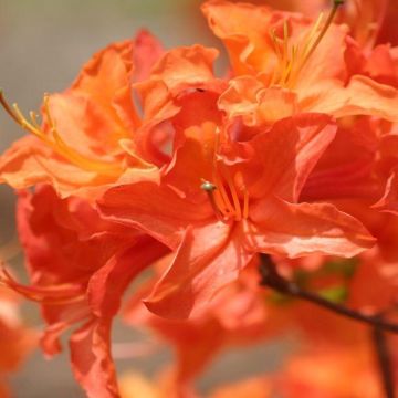 Azalea mollis Golden Eagle - Deciduous Rhododendron