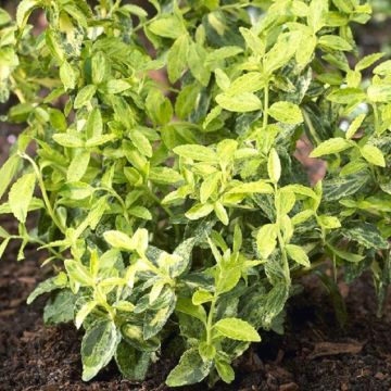 Euonymus Golden Harlequin