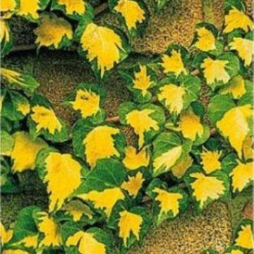 Hedera helix Goldheart - Evergreen Ivy - Large 6ft Specimen Climber