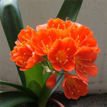 Large Clivia Plant